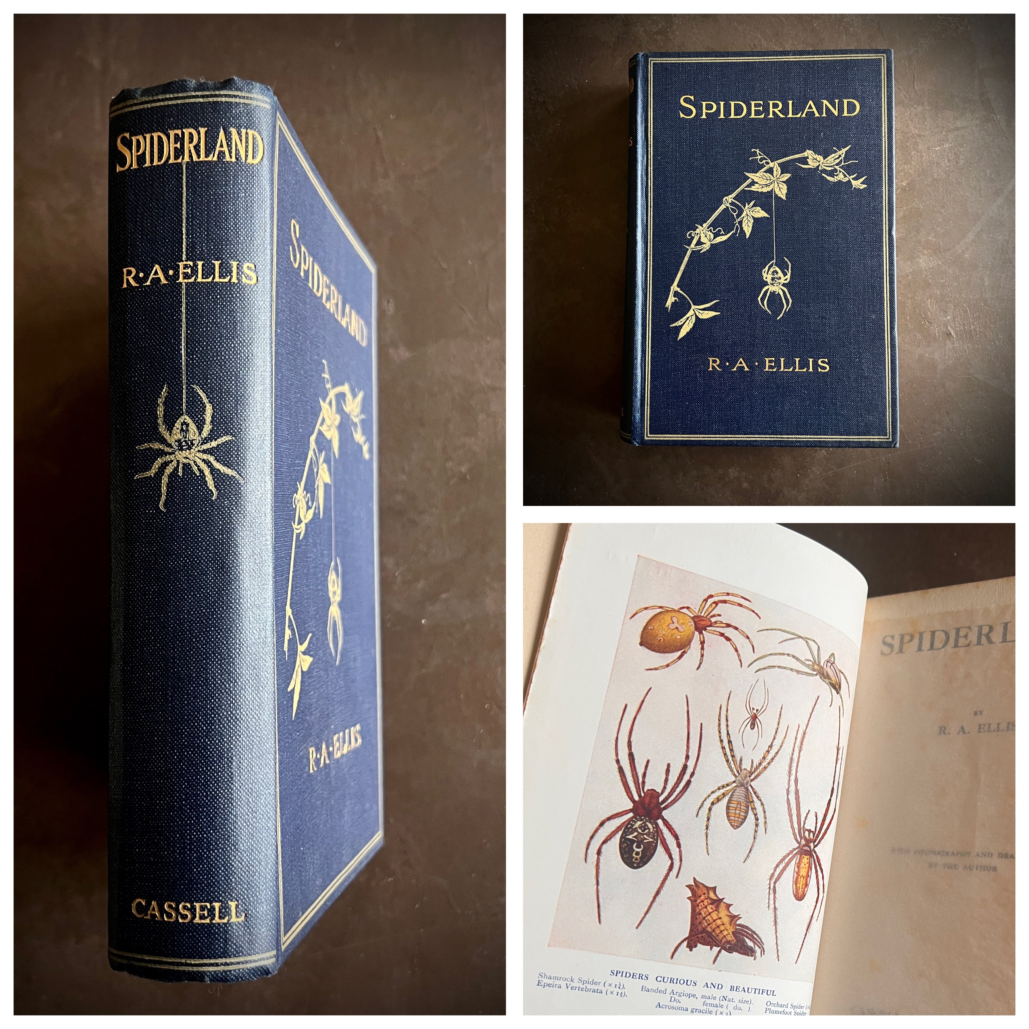 Spiderland by R.A. Ellis (1912) | First Edition | Illustrated