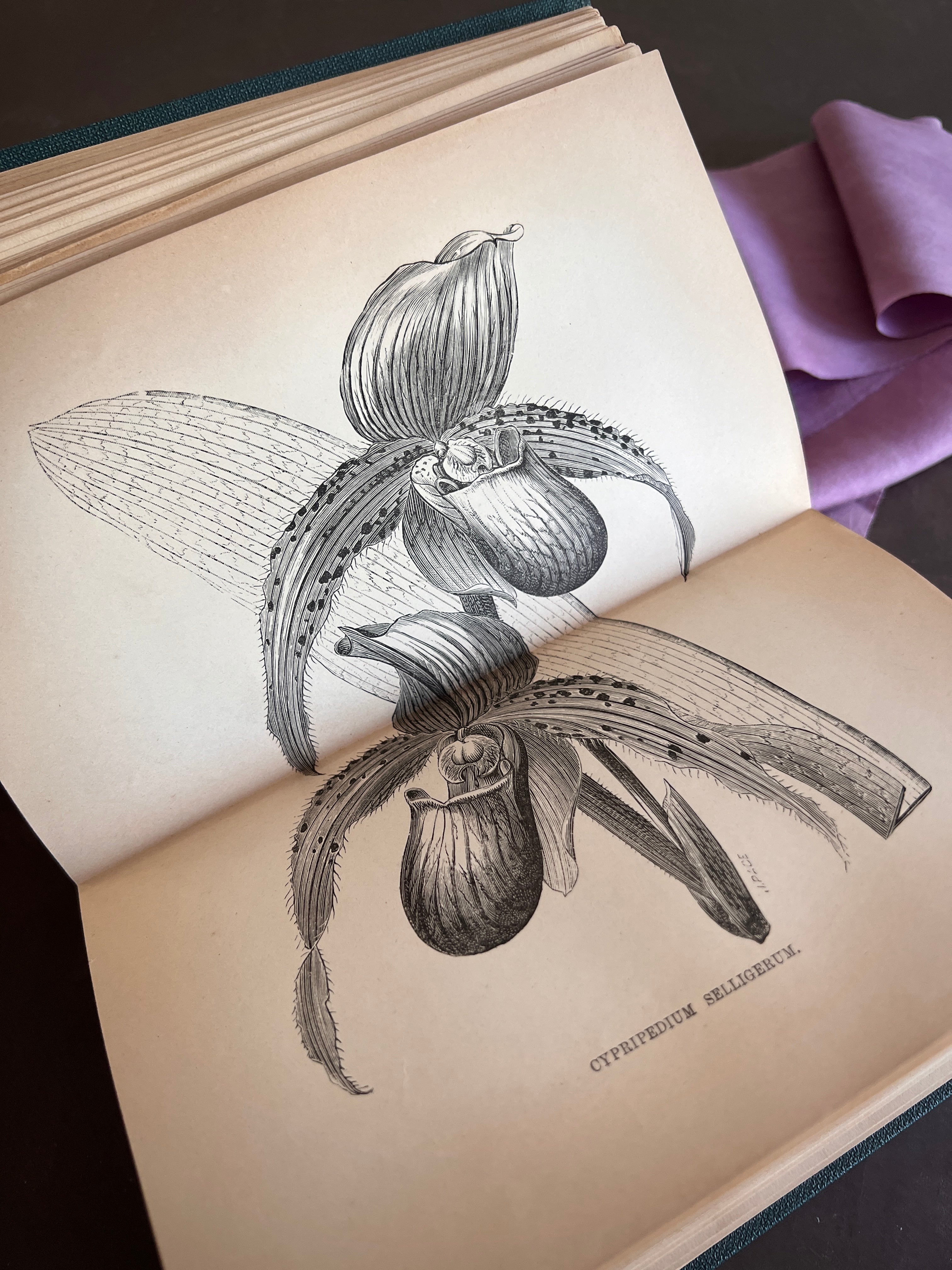 The Orchid-Grower's Manual Containing Descriptions of the Best