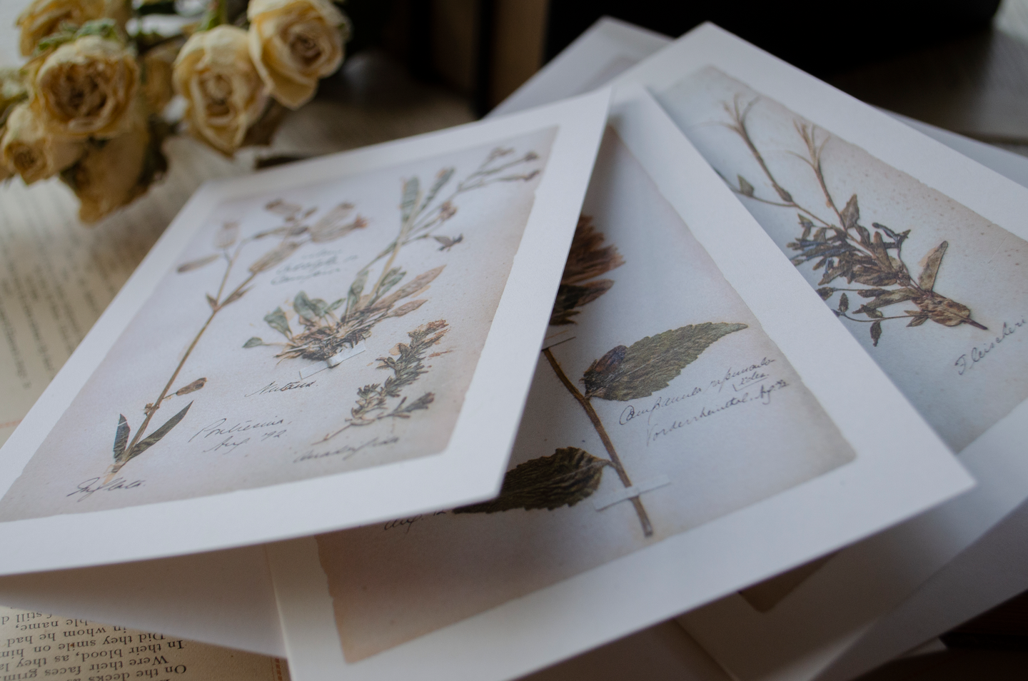 Herbarium Cards and Prints