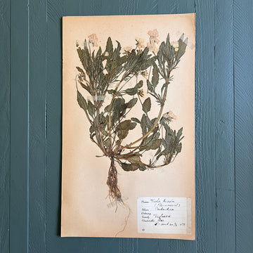 Swedish Vintage 1930s Herbarium Page, Pressed Botanical Specimen