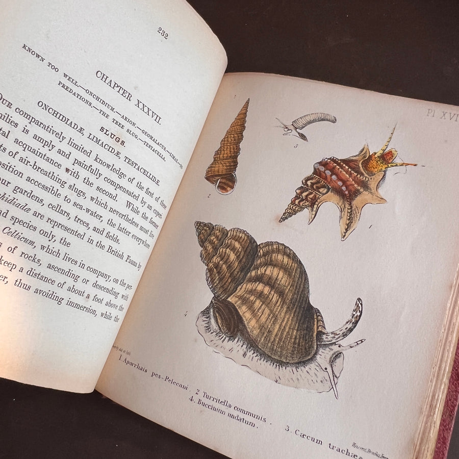 Popular British Conchology by George B. Sowerby (1854) | Hand-Colored Plates