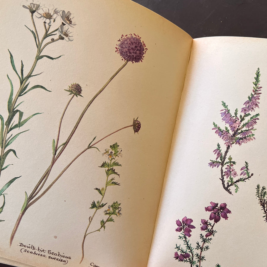 The Country Diary of An Edwardian Lady by Edith Holden, (1979) | Illustrated Nature Diary