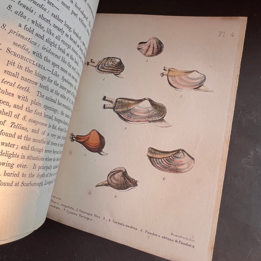 Popular British Conchology by George B. Sowerby (1854) | Hand-Colored Plates