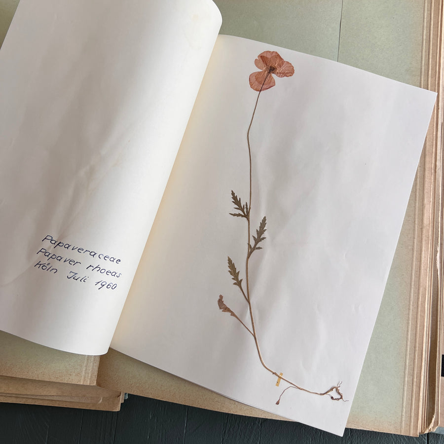 Private Herbarium of Ursula Keimes (1959-1961) | 103 Specimens | Cologne, German Pharmacy Internship with Certification