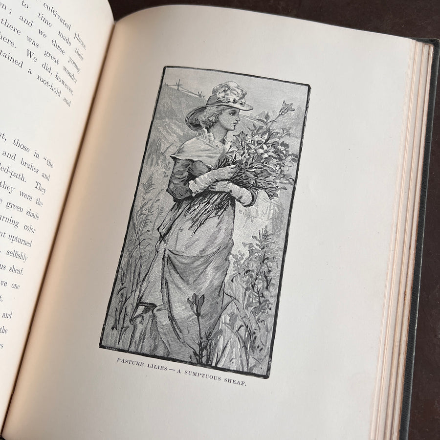 Wild Flowers and Where They Grow (1882)