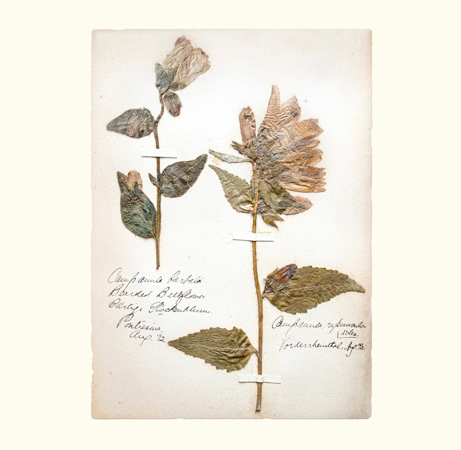 Two Swiss Herbarium Prints (Instagram Story Giveaway - $36.00 Value)