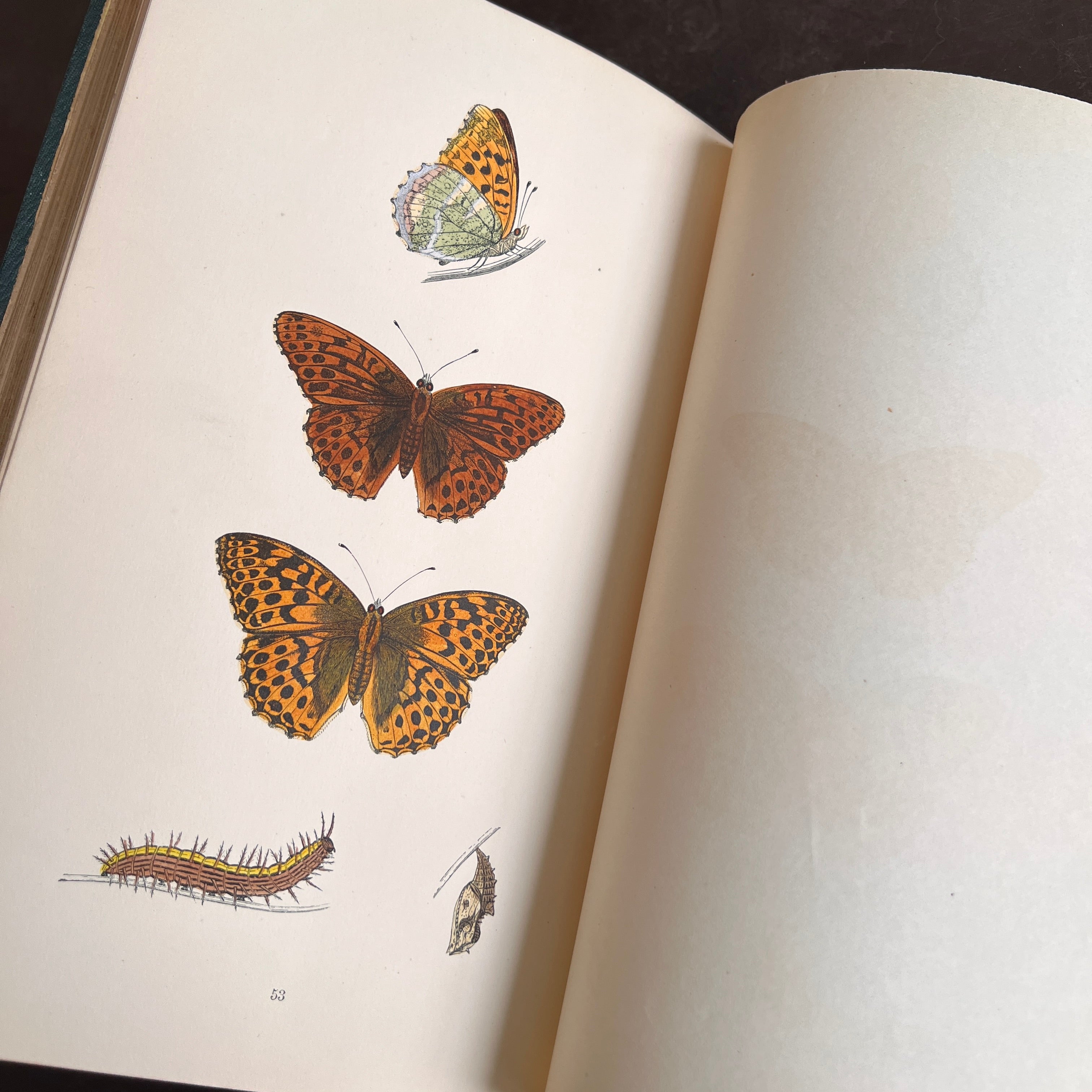 1868 - A History of British Butterflies – Honey Bee Mill