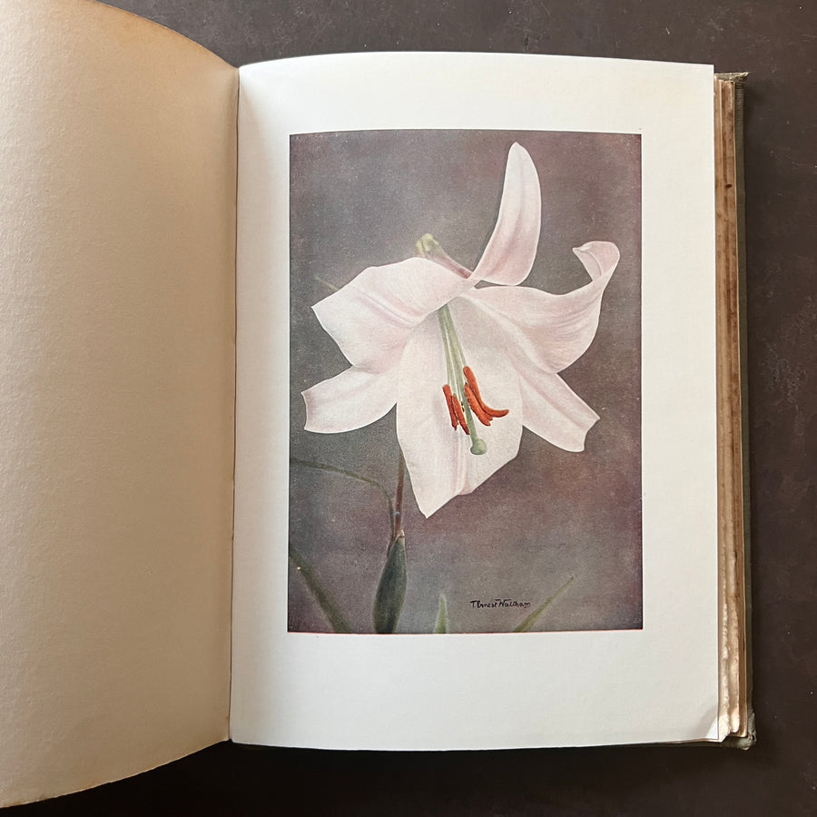 c.1916 - Lilies; Present-Day Gardening