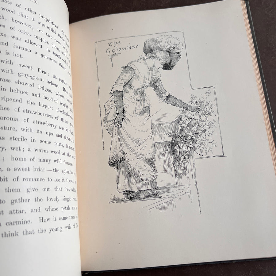 Wild Flowers and Where They Grow (1882)