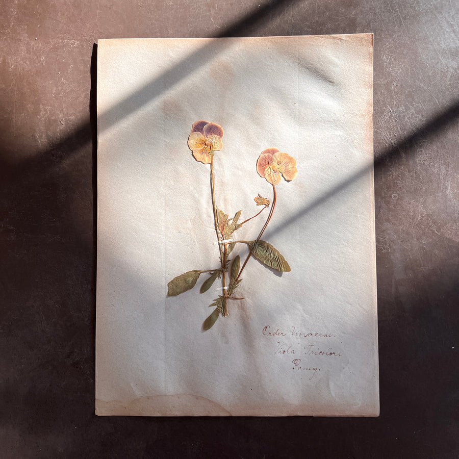 Antique Herbarium