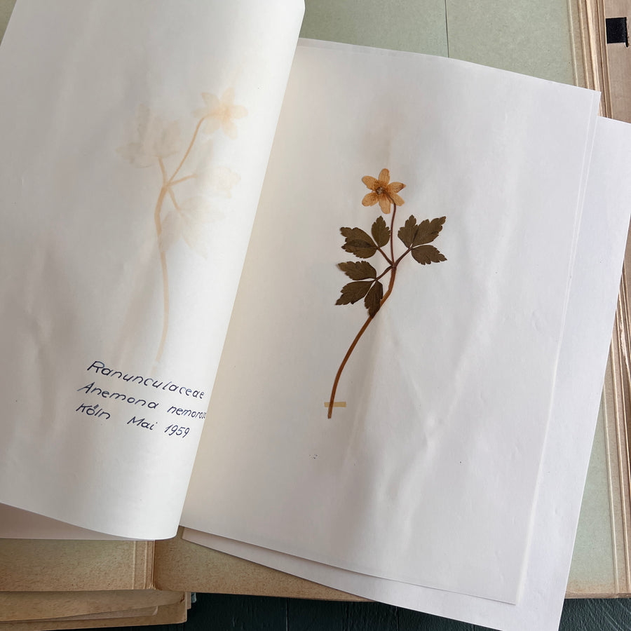 Private Herbarium of Ursula Keimes (1959-1961) | 103 Specimens | Cologne, German Pharmacy Internship with Certification