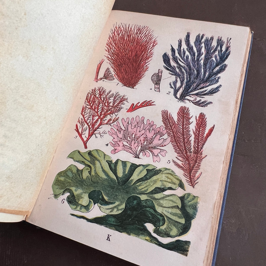 The Common Objects of the Sea Shore | Hand-Colored Plates (c.1870s-1880s)