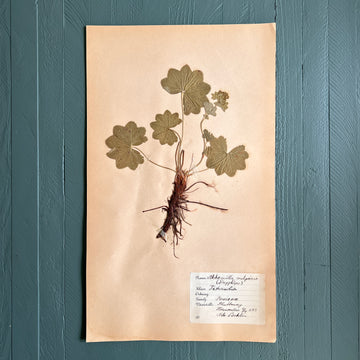 Swedish Vintage 1930s Herbarium Page, Pressed Botanical Specimen