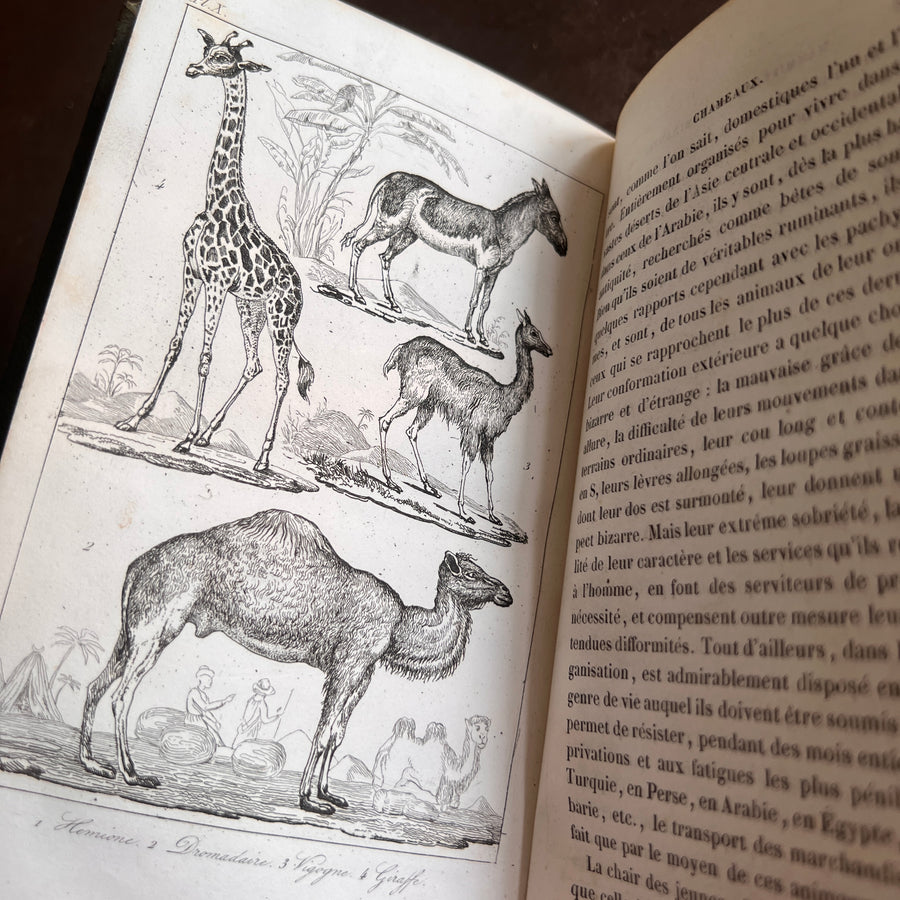 Histoire Naturelle des Animaux | 1842 |Green Gilt “Pension Dupont” Binding | Illustrated