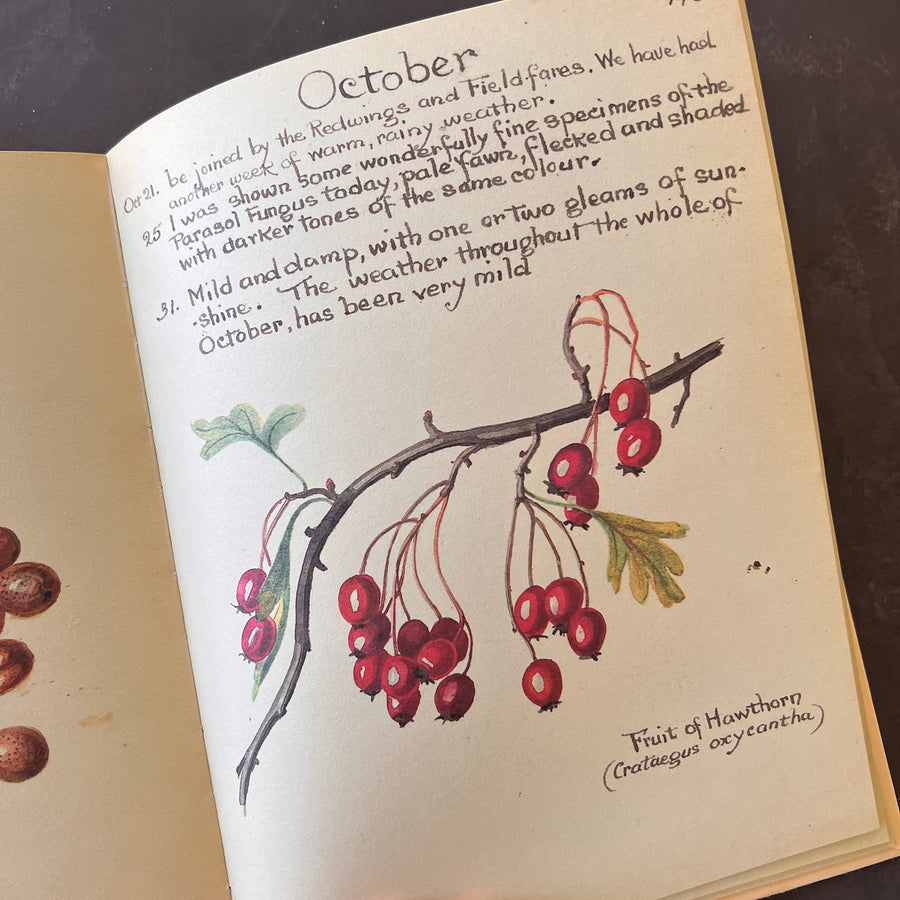 The Country Diary of An Edwardian Lady by Edith Holden, (1979) | Illustrated Nature Diary