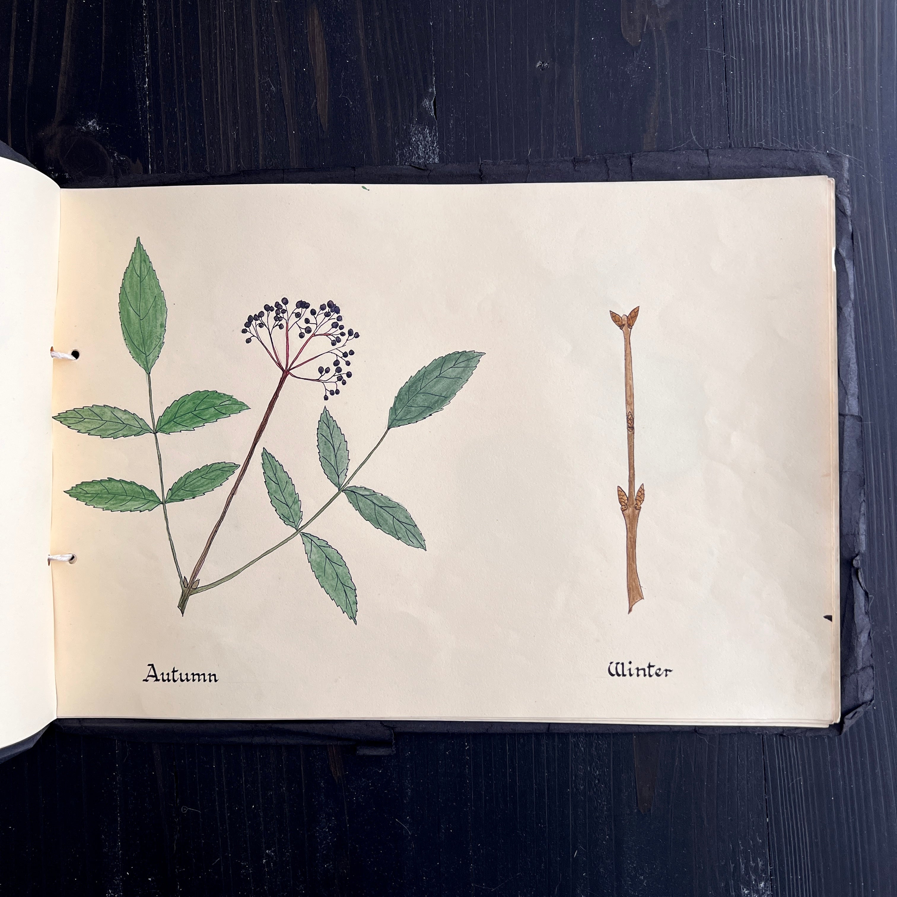 Manuscript/ Botanical Specimen Drawing/ Painting Book/Collection- “Hed ...