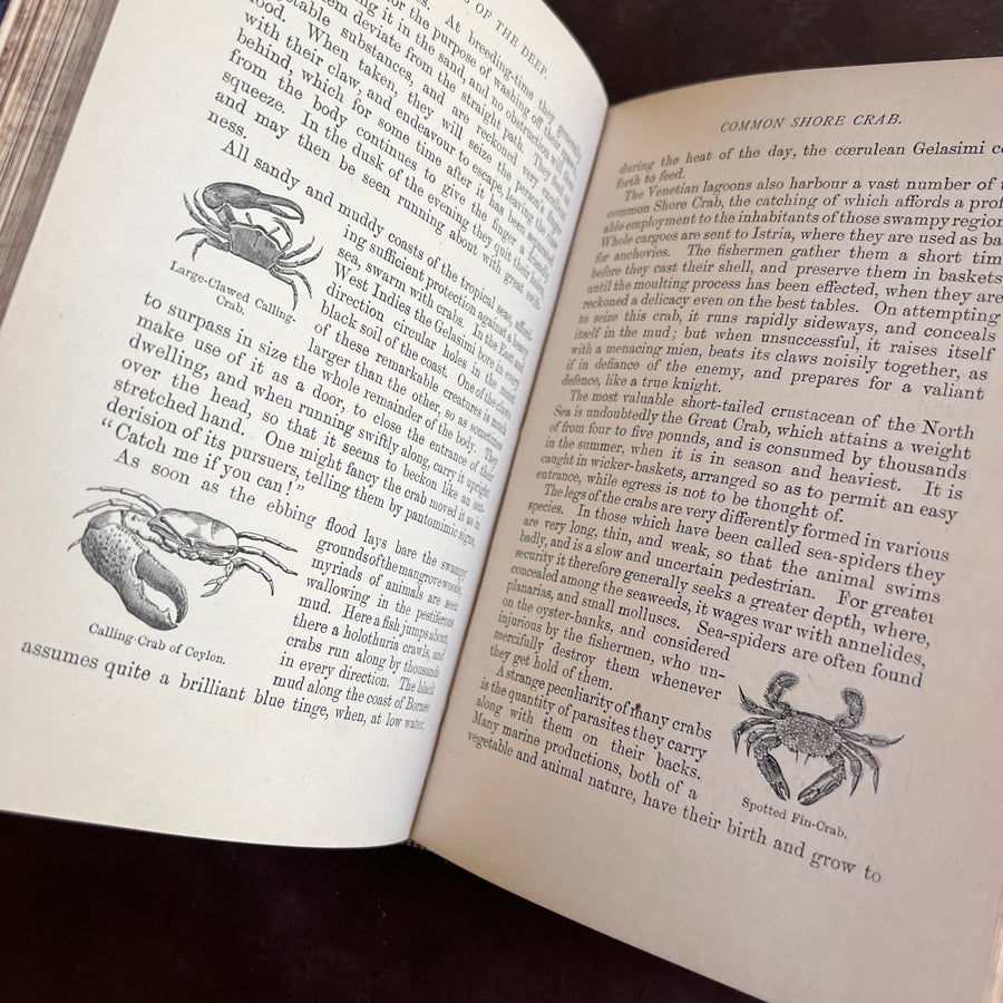 1893 - Denizens of the Deep; An Account of Fishes, Molluscs, Crustacea, etc.