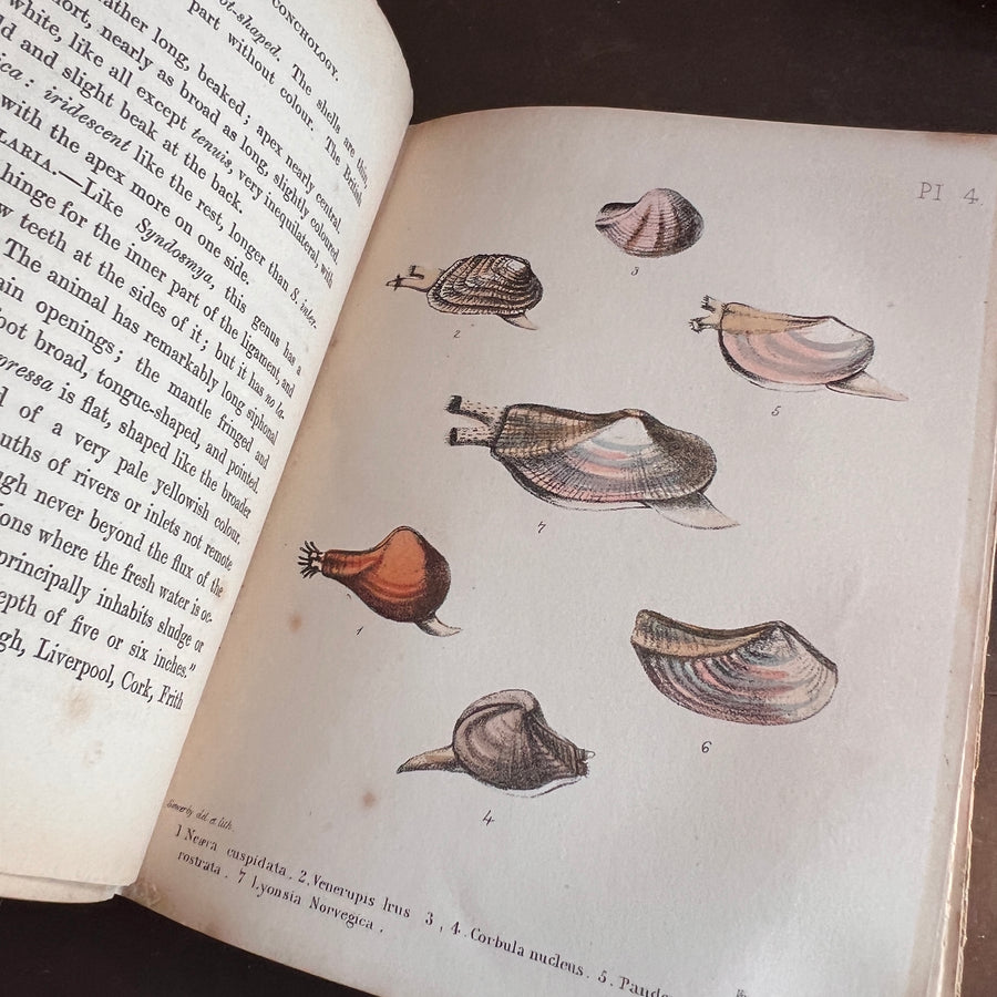 Popular British Conchology by George B. Sowerby (1854) | Hand-Colored Plates