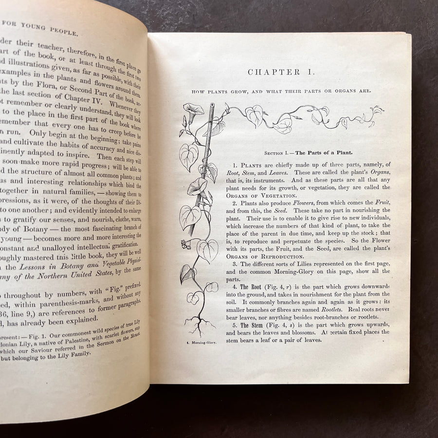 1858 - Botany For Young People and Common Scholls; How Plants Grow. How Plants Grow, A Simple Introduction To Structural Botany, With A Popular Flora, Or An Arrangement and Description Of Common Plants Both Wild and Cultivated.