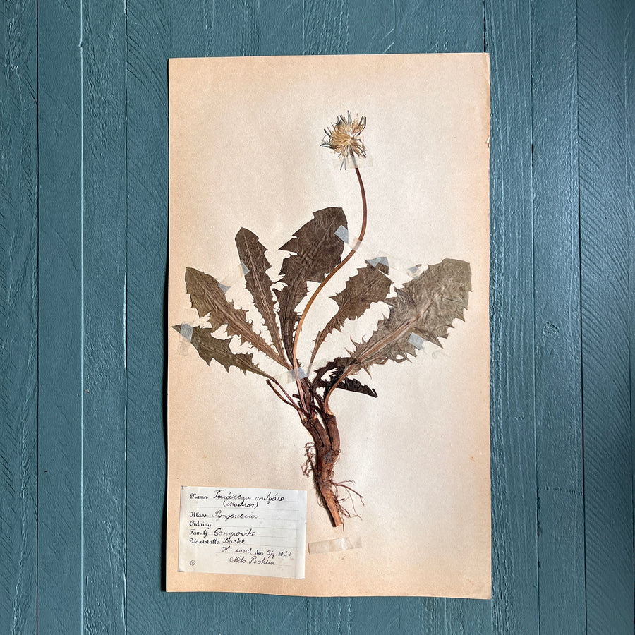 Swedish Vintage 1930s Herbarium Page, Pressed Botanical Specimen