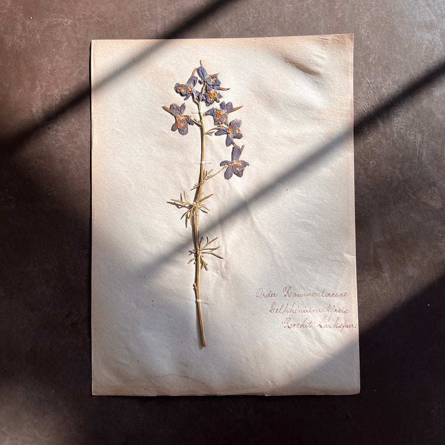 Antique Herbarium