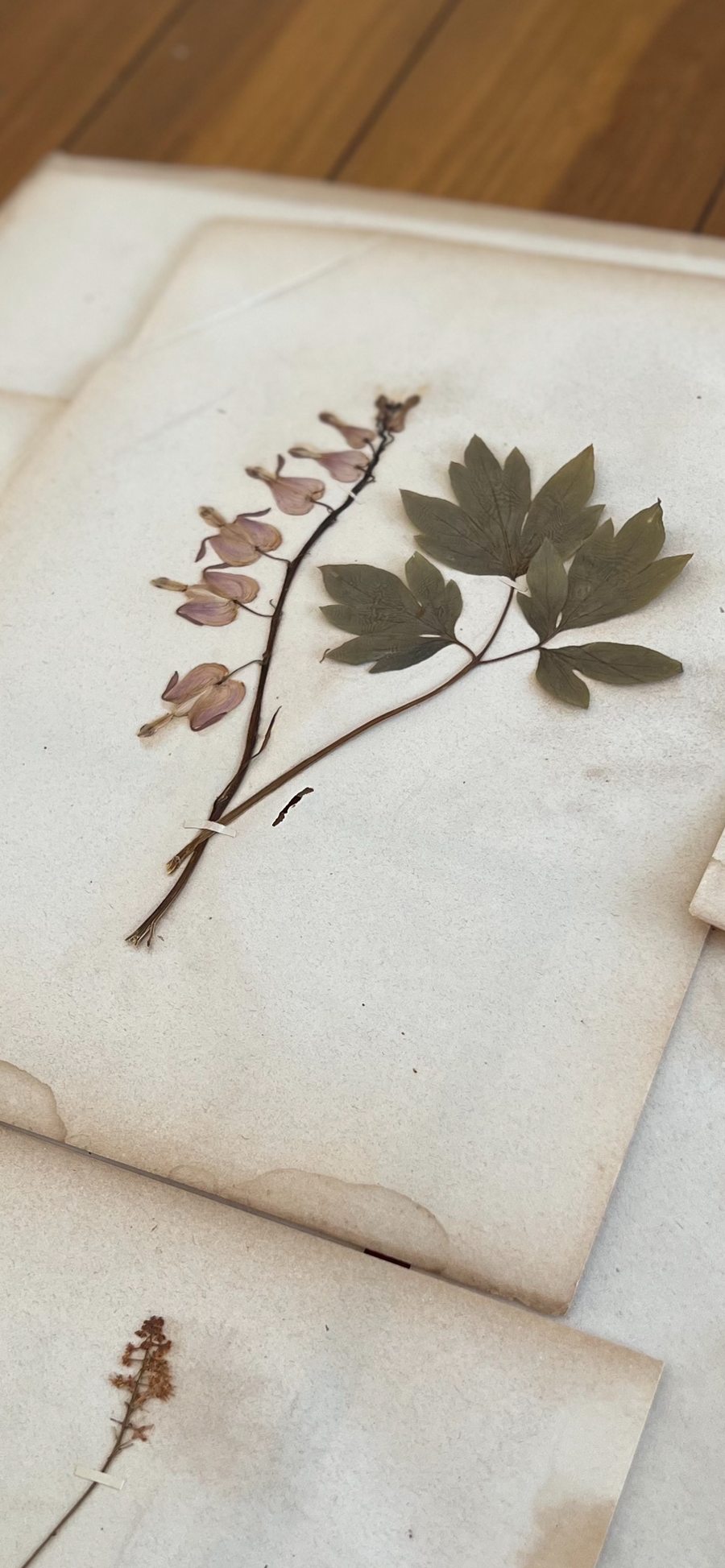 Antique Herbarium