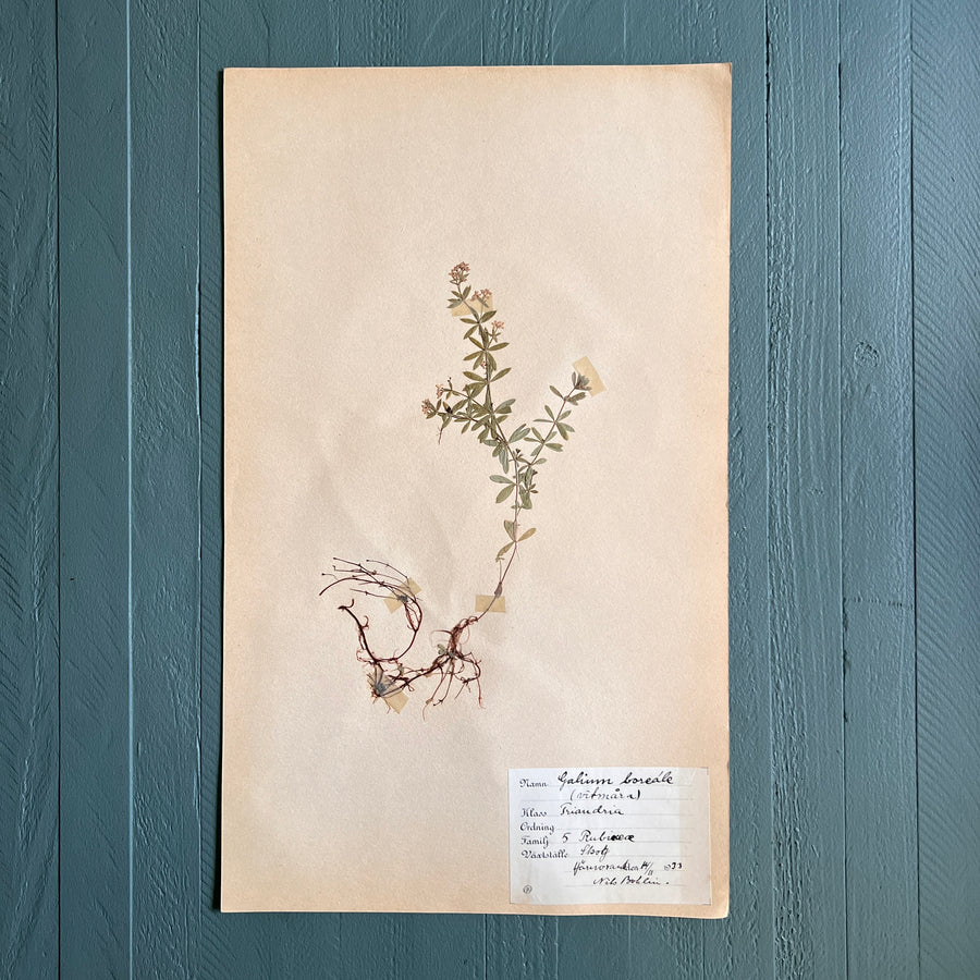 Swedish Vintage 1930s Herbarium Page, Pressed Botanical Specimen