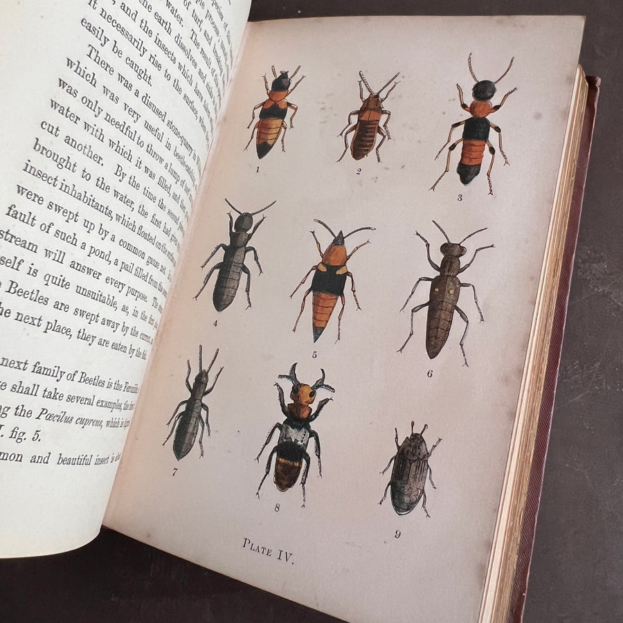 Common British Beetles | Hand-Colored Plates (c.1870s-1880s)