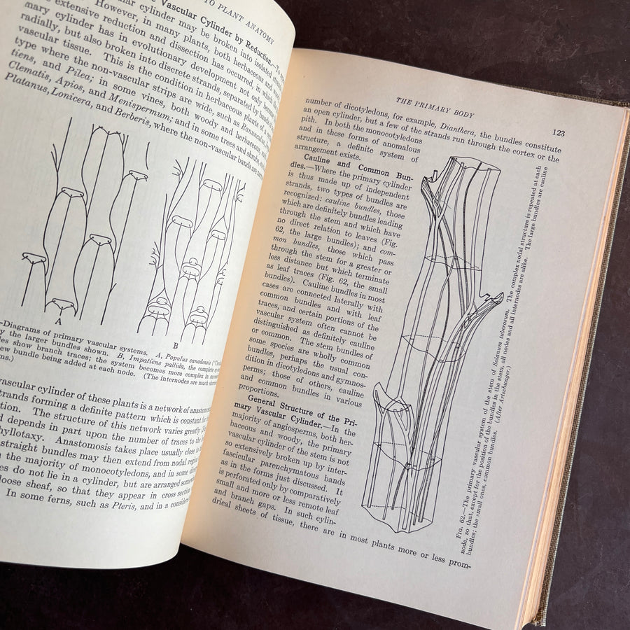 1925 - An Introduction to Plant Anatomy