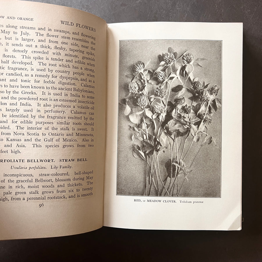 1909 - Wild Flowers Every Child Should Know, First Edition