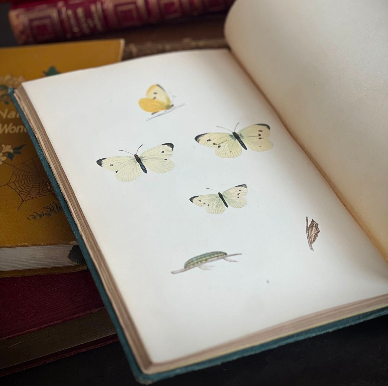 1868 - A History of British Butterflies – Honey Bee Mill
