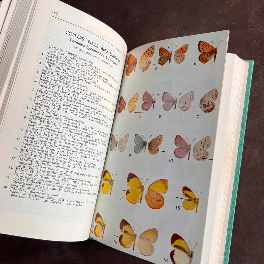 A Field Guide to the Butterlies of North America, east of the Great Plains(1951)