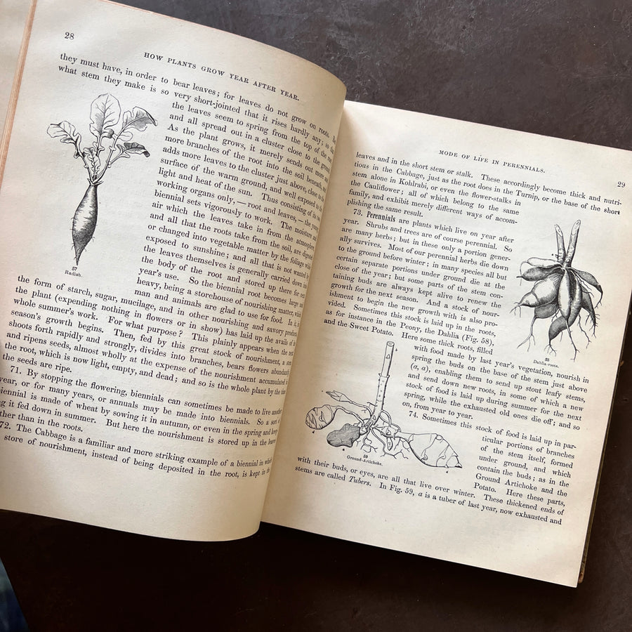 1858 - Botany For Young People and Common Scholls; How Plants Grow. How Plants Grow, A Simple Introduction To Structural Botany, With A Popular Flora, Or An Arrangement and Description Of Common Plants Both Wild and Cultivated.