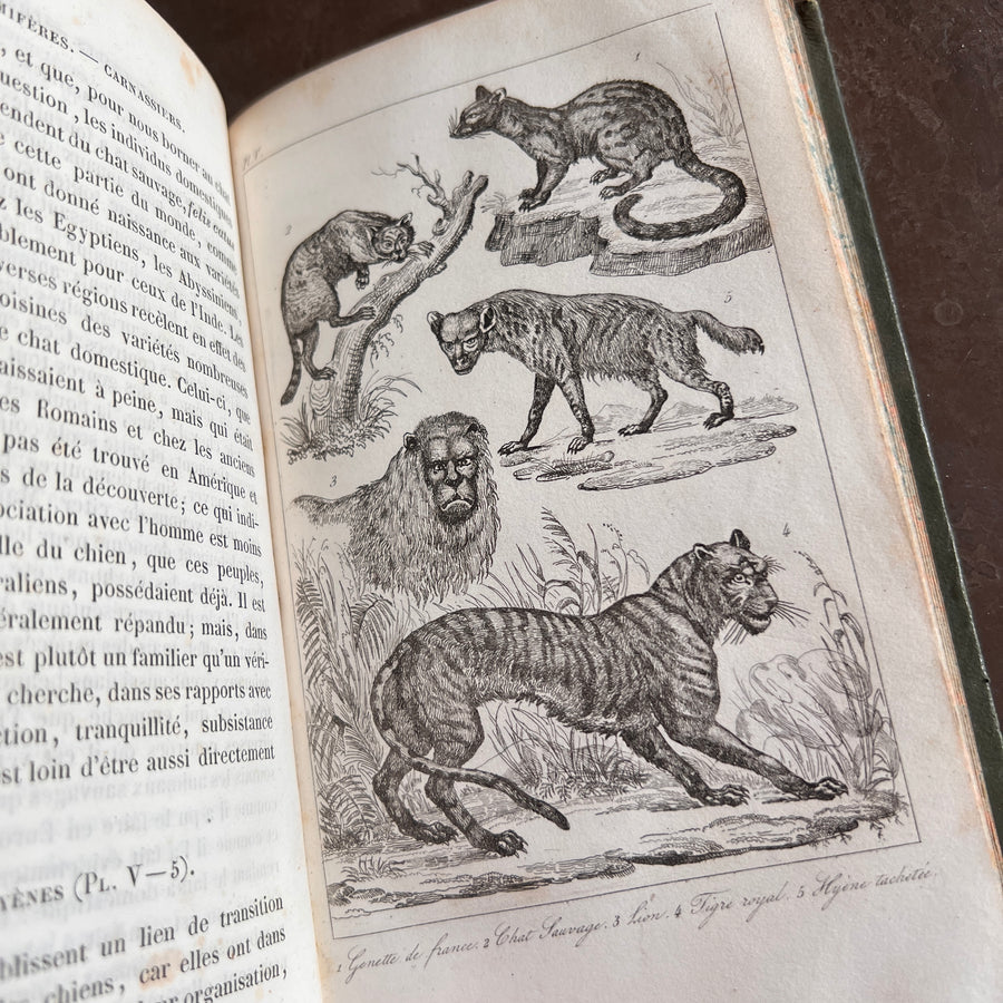 Histoire Naturelle des Animaux | 1842 |Green Gilt “Pension Dupont” Binding | Illustrated