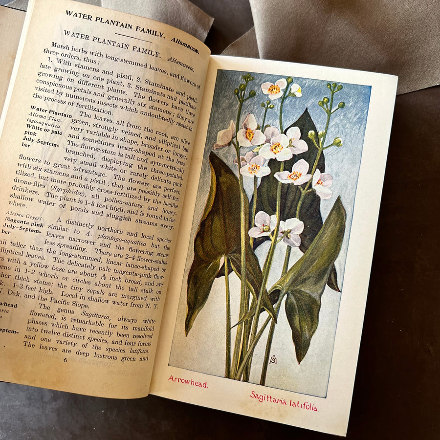 1927 - Field Book Of American Wild Flowers