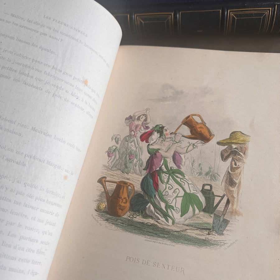 1867 Les Fleurs Animées – Grandville’s Botanical Anthropomorphism Masterpiece l 2-Volumes