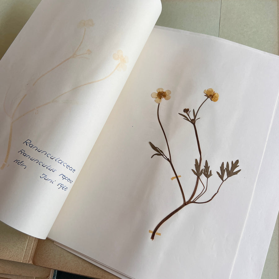 Private Herbarium of Ursula Keimes (1959-1961) | 103 Specimens | Cologne, German Pharmacy Internship with Certification