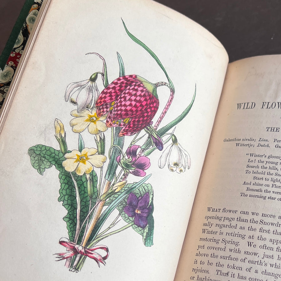 The Wild Flowers of England (1859) | With Hand-Painted Plates