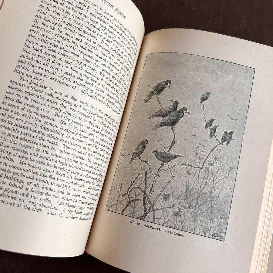 British Birds By W.H. Hudson (1926) | Half Leather Prize Fine Binding