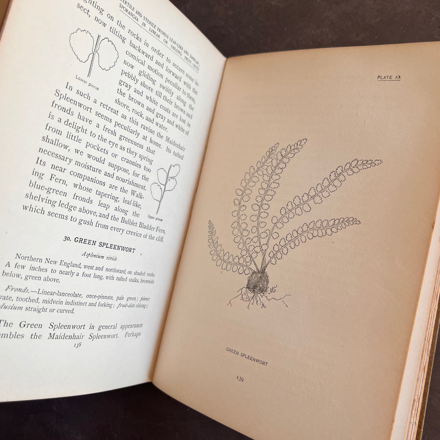 How To Know The Ferns: A Guide to the Names, Haunts, and Habits of Our Common Ferns by Frances Theodora Parsons | Illustrated | 1899