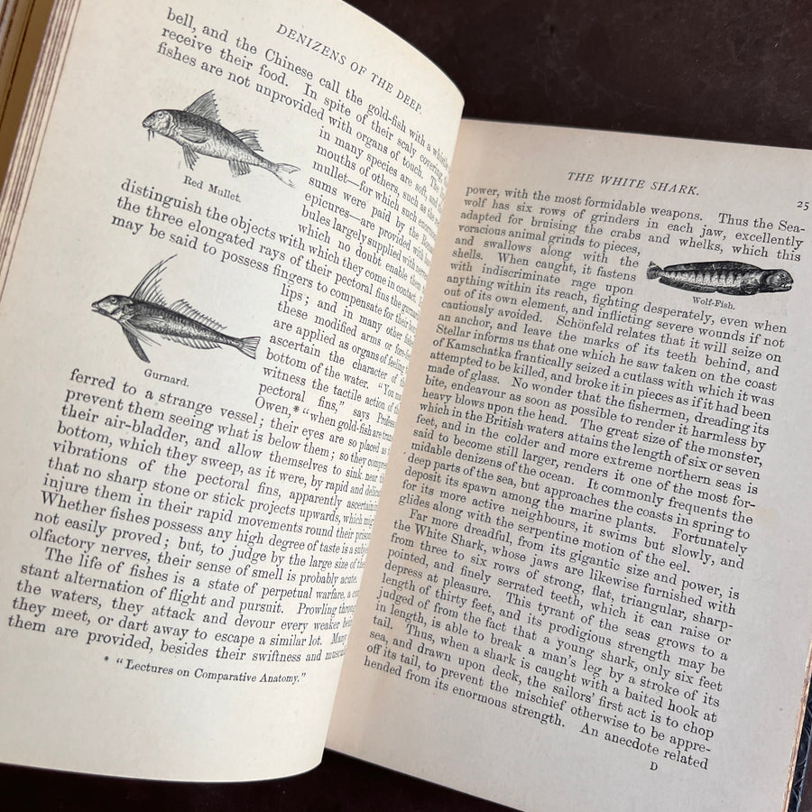 1893 - Denizens of the Deep; An Account of Fishes, Molluscs, Crustacea, etc.