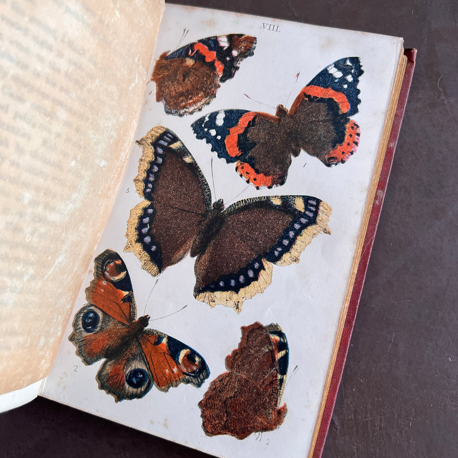 British Butterflies; Figures and Descriptions of Every Native Species by W.S. Coleman (c.1870s-1880s)