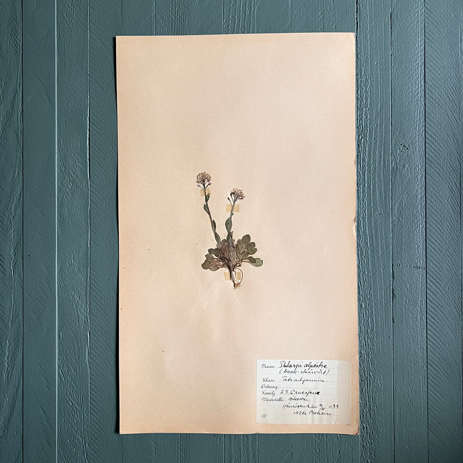 Swedish Vintage 1930s Herbarium Page, Pressed Botanical Specimen