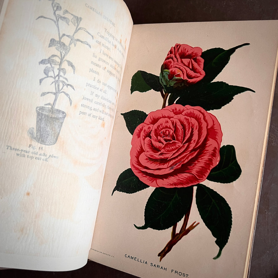 1880 - Practical Cammelia Culture: A Treatise on the Propagation and Culture of the Cammelia Japonica