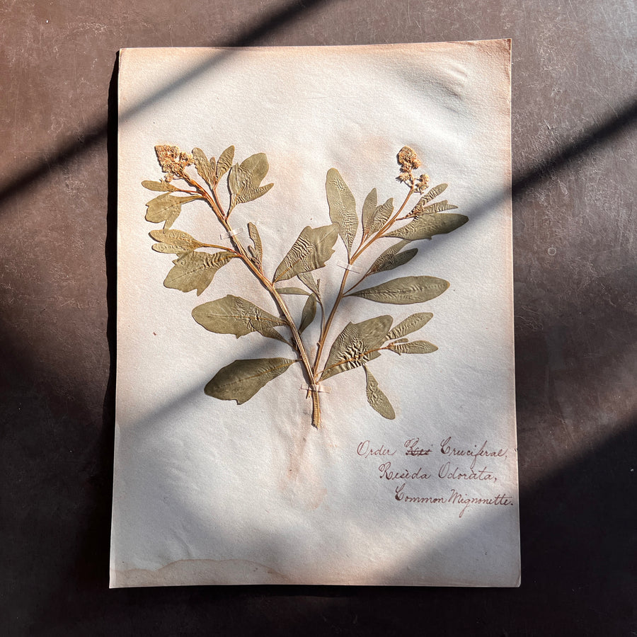 Antique Herbarium