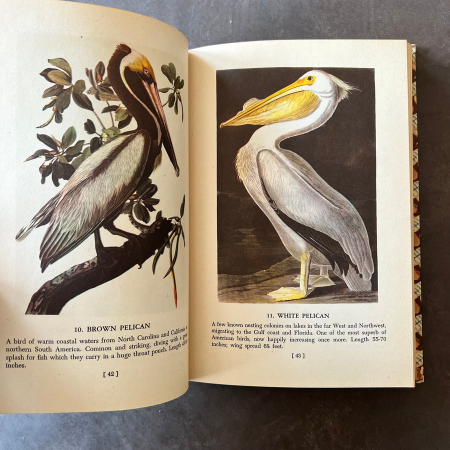 1950 - Audubon’s Birds of America