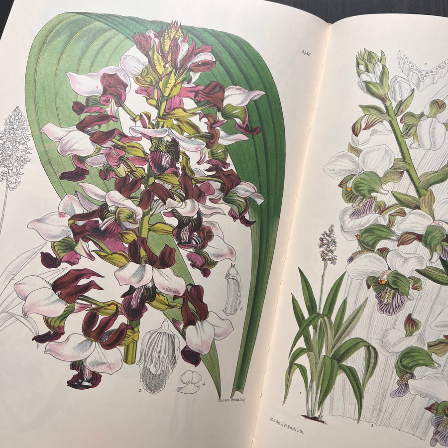 1986 - Orchids From Curtis’s Botanical Magazine, First Edition
