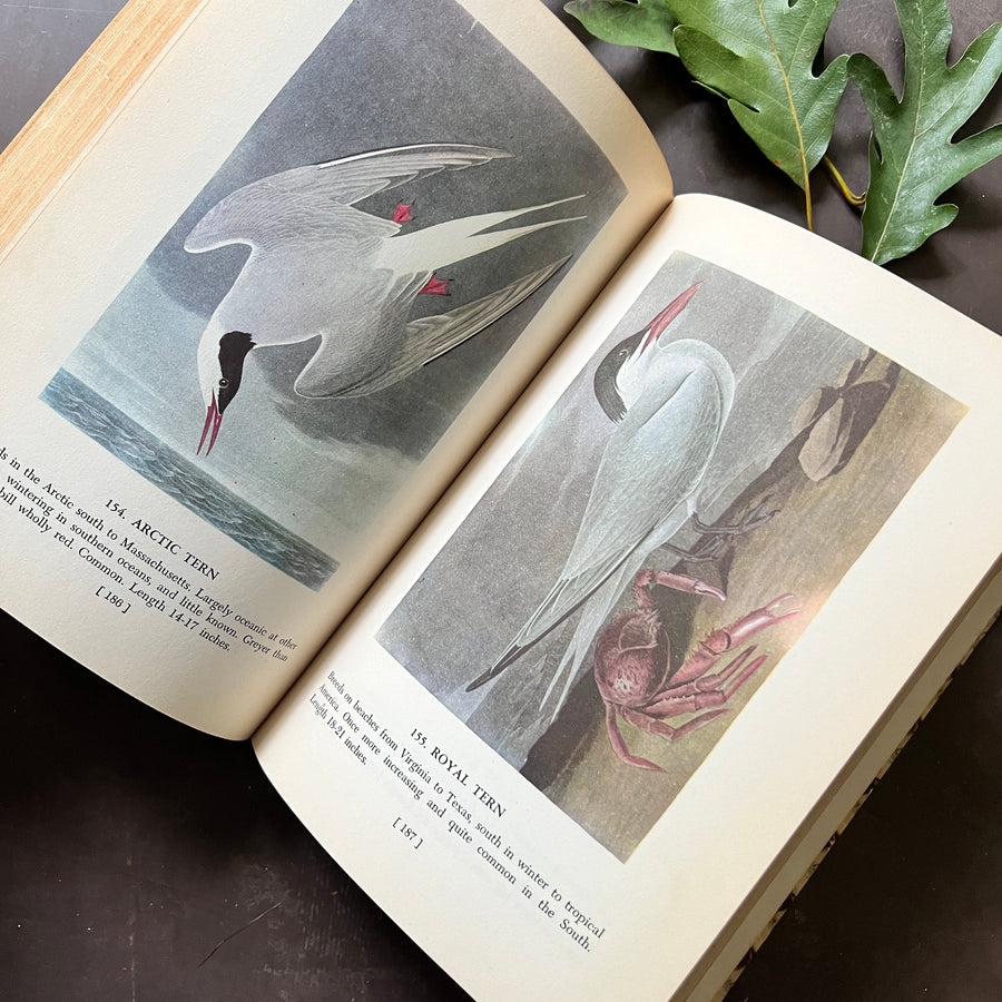 1950 - Audubon’s Birds of America (Instagram Story Giveaway-$28.00 Value)