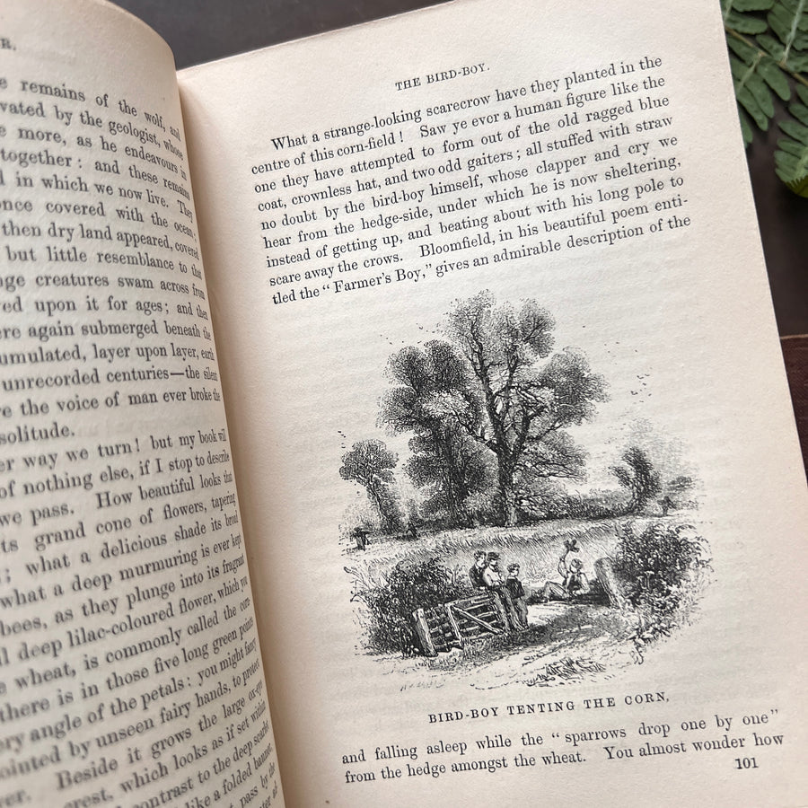 c.1859 - The Country Year Book: Descriptive of the Seasons, Rural Scenes and Rustic Amusements; Birds, Insects, and Quadrupeds