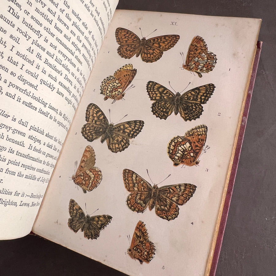 British Butterflies; Figures and Descriptions of Every Native Species by W.S. Coleman (c.1870s-1880s)